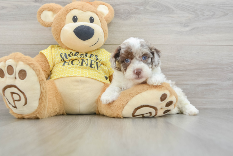 Cute Toy Poodle Purebred Puppy