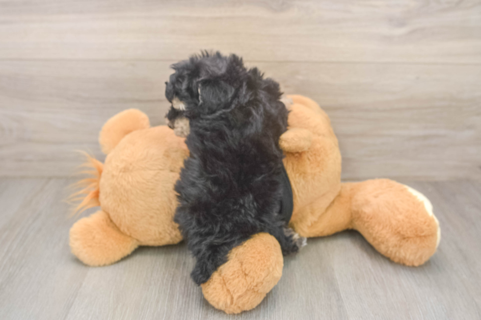Small Poodle Baby