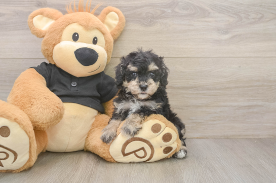Poodle Puppy for Adoption