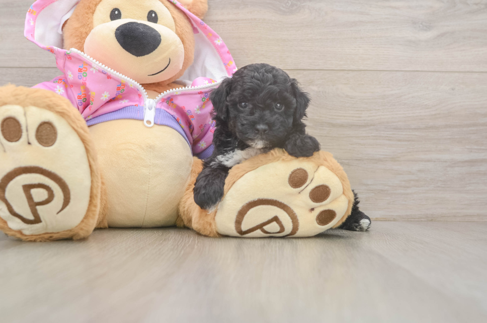 6 week old Poodle Puppy For Sale - Simply Southern Pups
