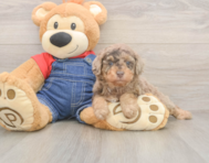 8 week old Poodle Puppy For Sale - Simply Southern Pups
