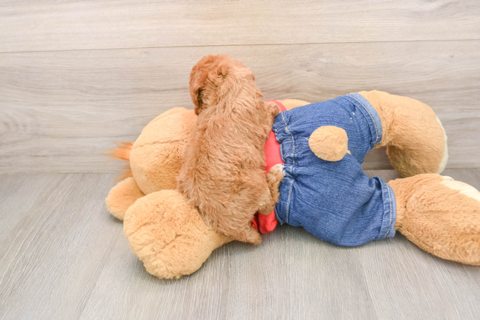 Small Poodle Purebred Pup