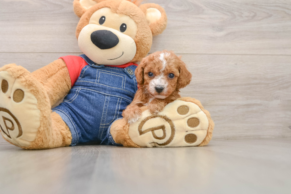 Poodle Puppy for Adoption