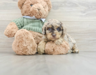 7 week old Poodle Puppy For Sale - Simply Southern Pups