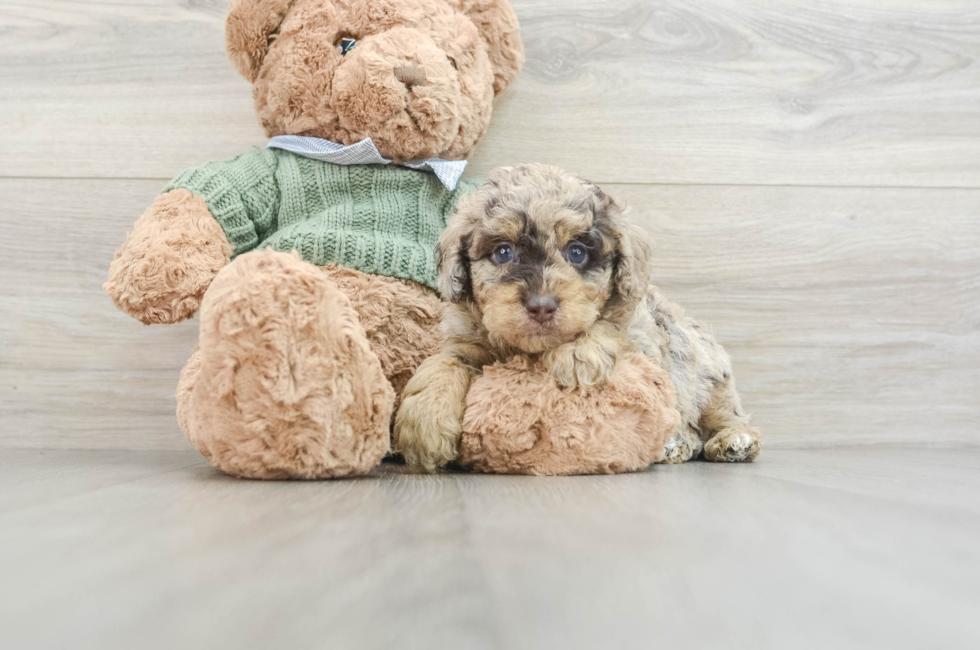 7 week old Poodle Puppy For Sale - Simply Southern Pups