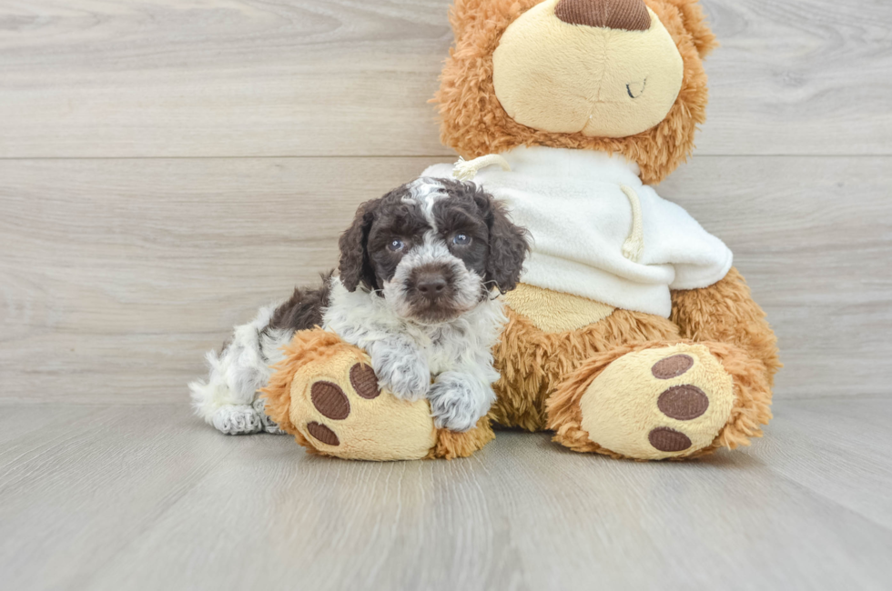 7 week old Poodle Puppy For Sale - Simply Southern Pups