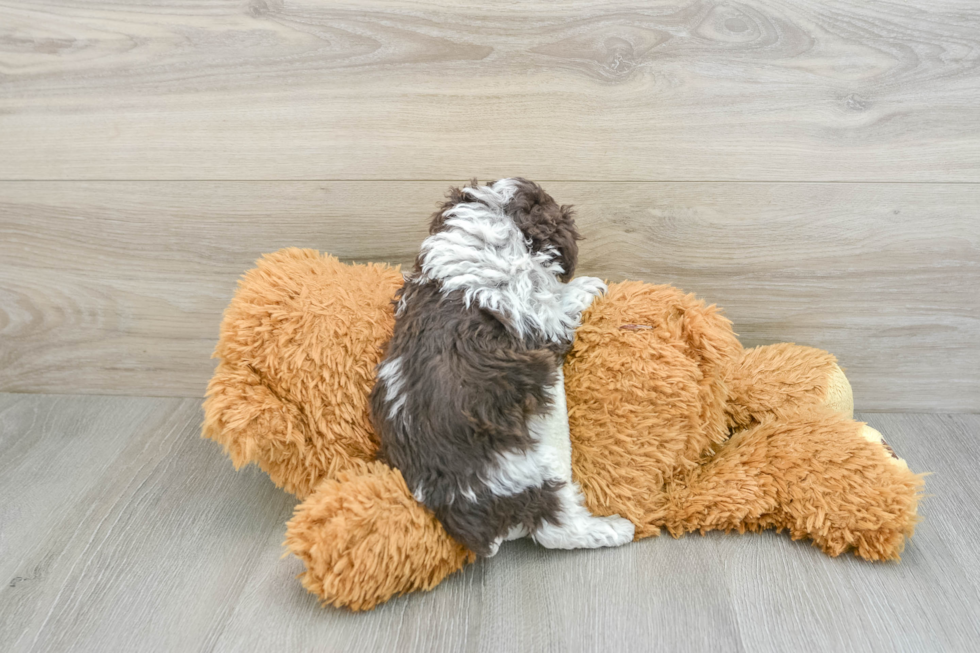 Hypoallergenic Poodle Baby