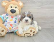 8 week old Poodle Puppy For Sale - Simply Southern Pups