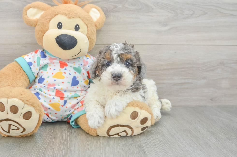 6 week old Poodle Puppy For Sale - Simply Southern Pups