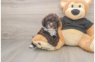 Funny Poodle Baby