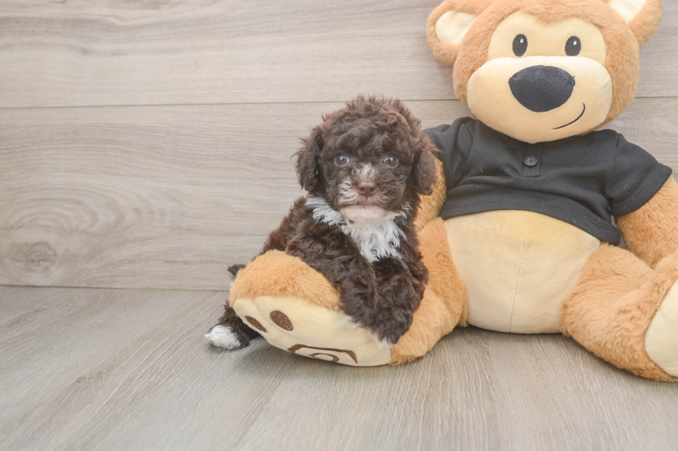Funny Poodle Baby