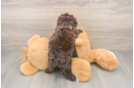 Funny Poodle Baby