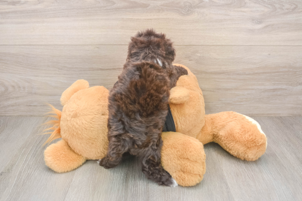 Funny Poodle Baby