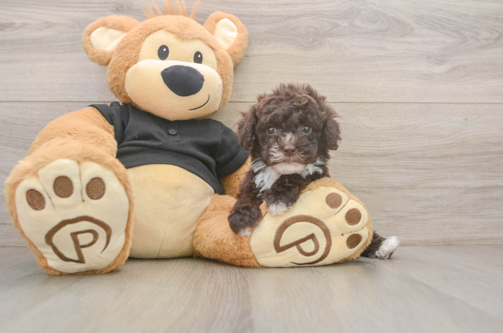 5 week old Poodle Puppy For Sale - Simply Southern Pups