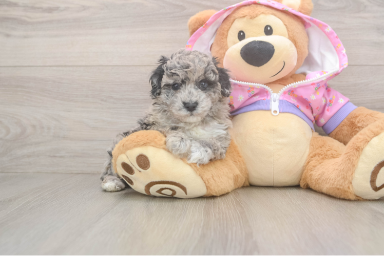 Happy Pudel Purebred Puppy