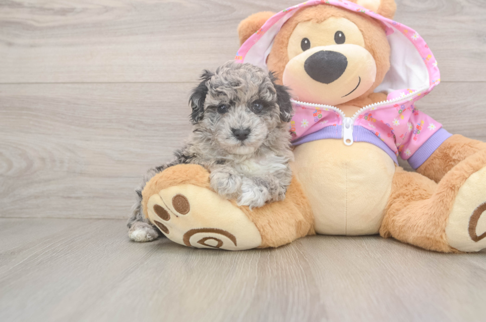 6 week old Poodle Puppy For Sale - Simply Southern Pups