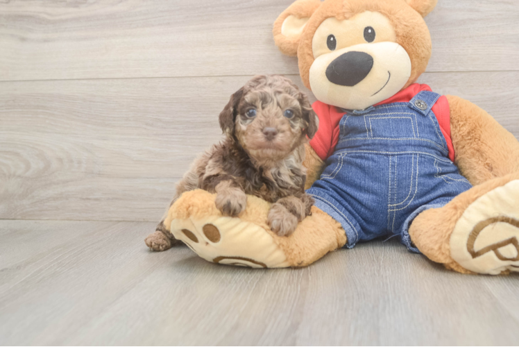 Happy Pudel Purebred Puppy