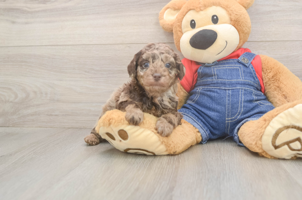 5 week old Poodle Puppy For Sale - Simply Southern Pups