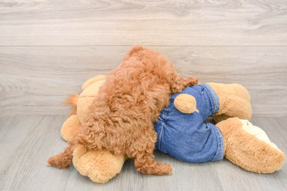 Funny Poodle Purebred Pup