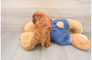 Poodle Puppy for Adoption