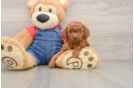 Petite Pooodle Purebred Puppy