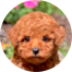 Poodle Puppies For Sale - Simply Southern Pups