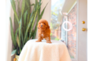 Cute Poodle Baby