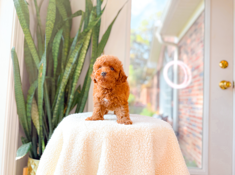 Cute Poodle Baby