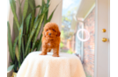 Poodle Puppy for Adoption