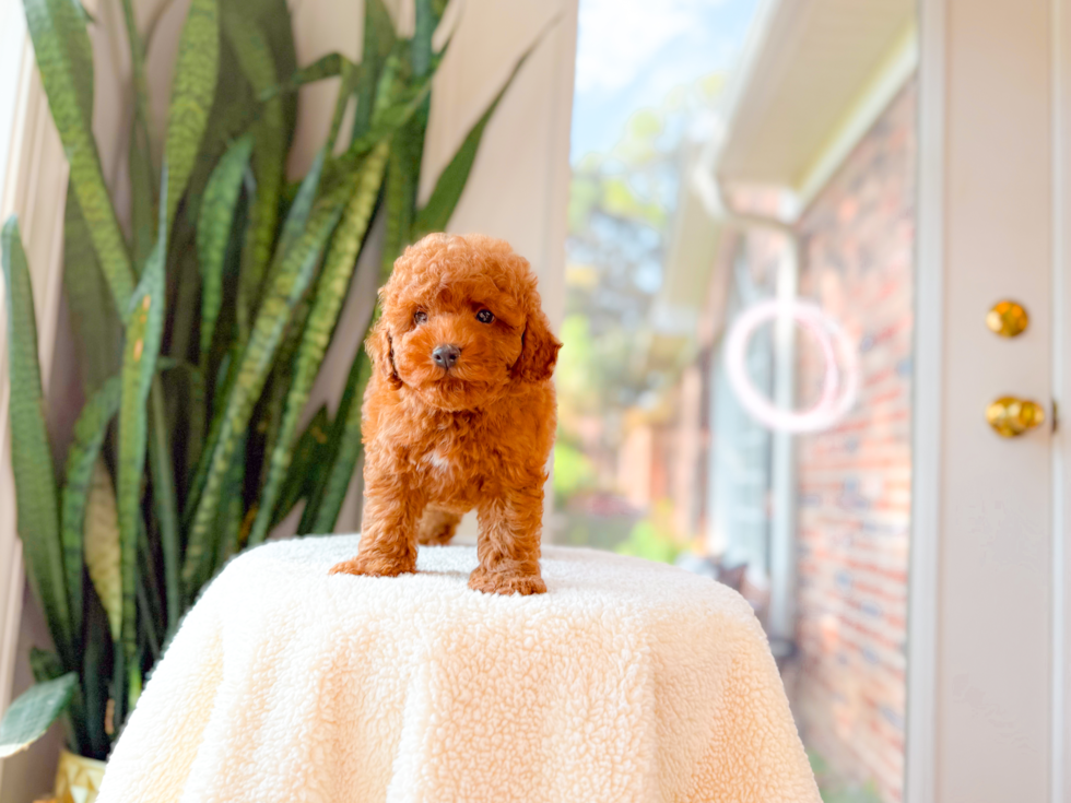 Poodle Puppy for Adoption