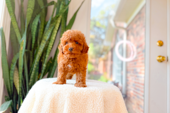 Poodle Puppy for Adoption