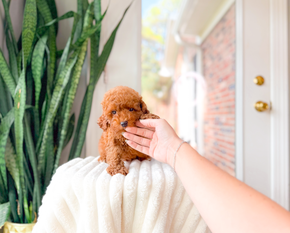 Cute Pooodle Purebred Puppy