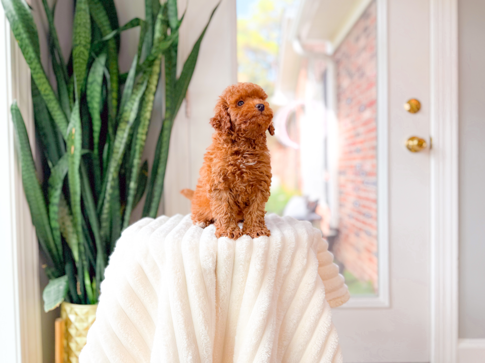 Best Poodle Baby