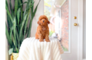 Poodle Pup Being Cute