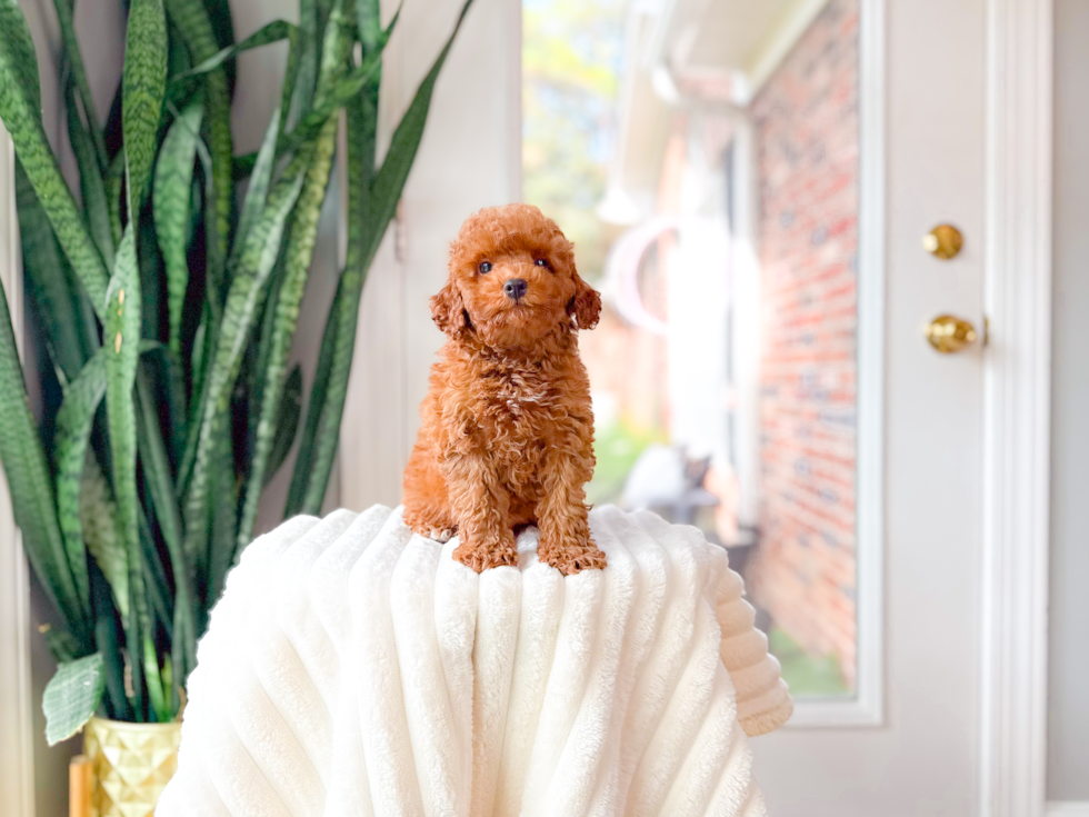 Poodle Pup Being Cute