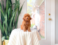 10 week old Poodle Puppy For Sale - Simply Southern Pups