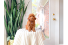 Cute Caniche Purebred Puppy