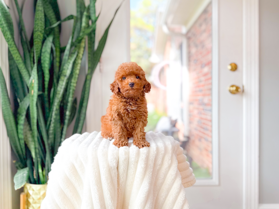 Cute Caniche Purebred Puppy