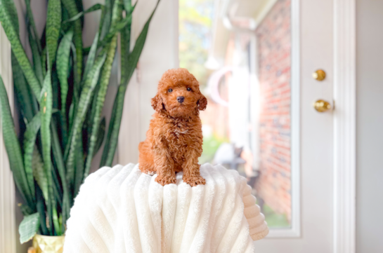 Cute Caniche Purebred Puppy