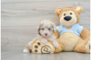 Playful Poodle Purebred Pup