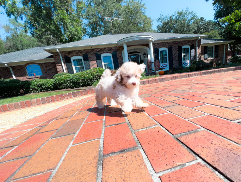 Cute Poodle Purebred Pup