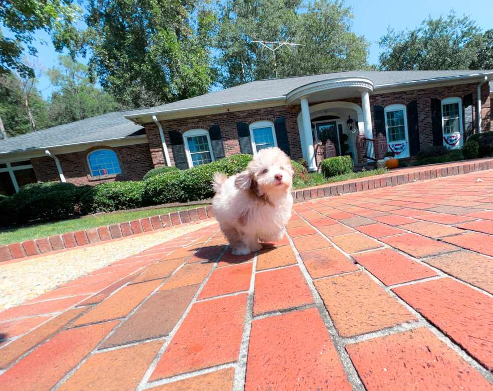 Cute Poodle Baby