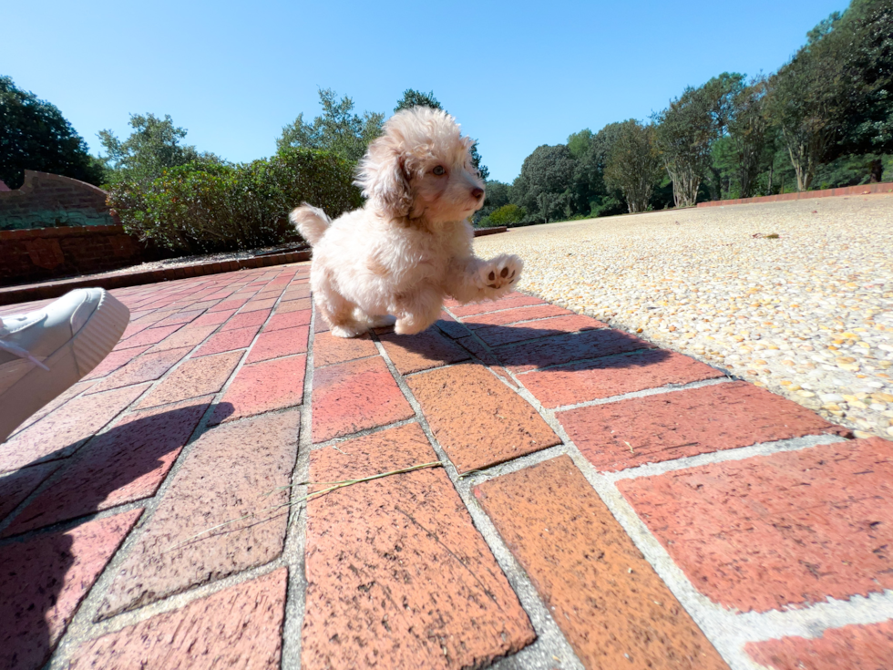 Poodle Puppy for Adoption