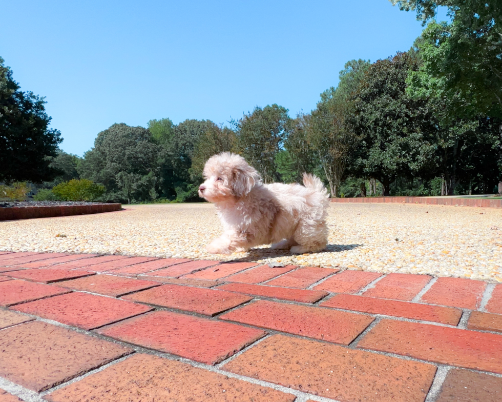 Poodle Puppy for Adoption