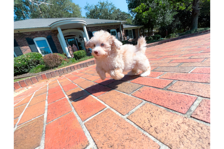 Poodle Puppy for Adoption