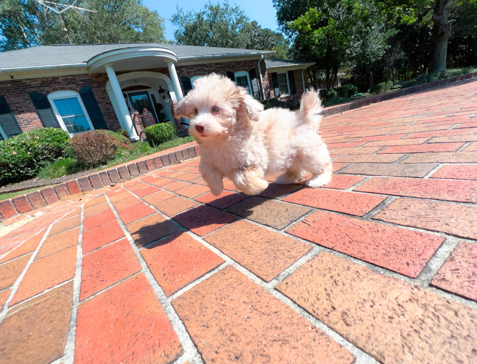 Poodle Puppy for Adoption