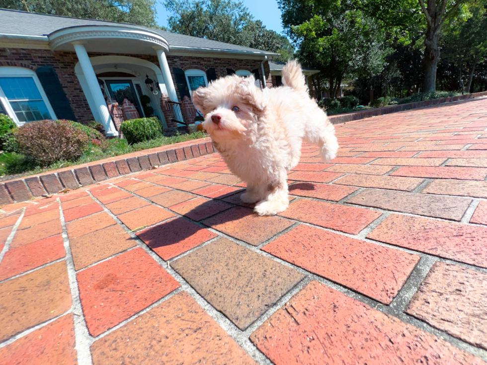 Poodle Pup Being Cute