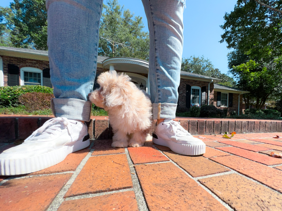 Poodle Puppy for Adoption