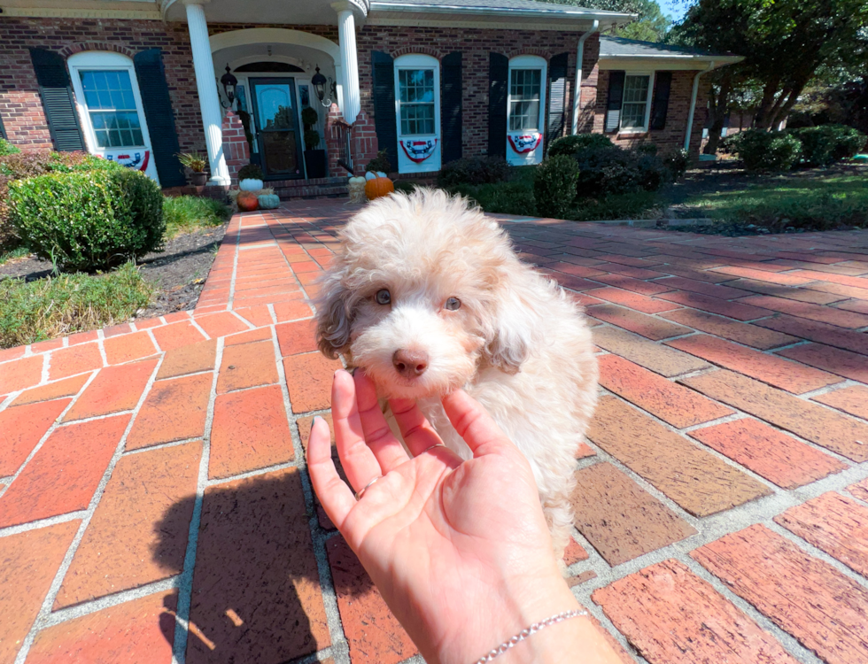 Cute Pudle Purebred Puppy