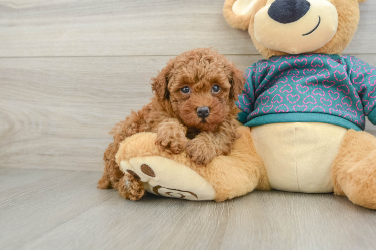 Cute Caniche Purebred Puppy